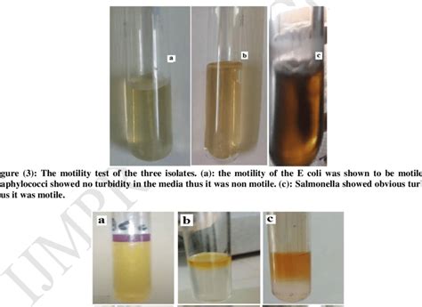escherichia coli oxidase test|e coli catalase test results.